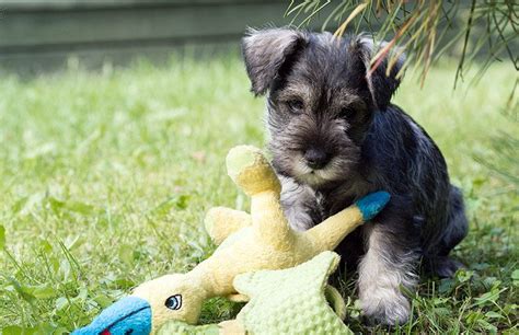 Terrier Mix - Pros and Cons of the Top Terrier Cross Breeds | Schnauzer puppy, Miniature ...