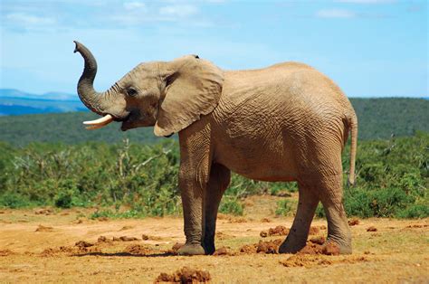 African Savannah Elephants | Elephants in Tarangire | Tarangire Elephants