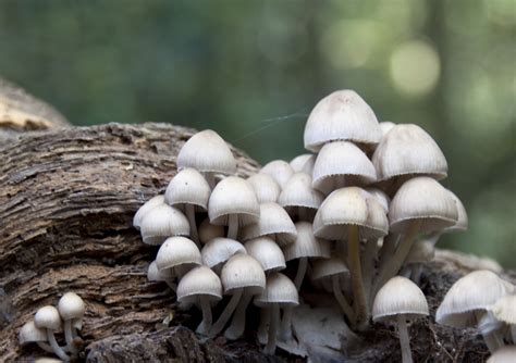 Selective and closeup photo on white mushrooms, fungi HD wallpaper | Wallpaper Flare