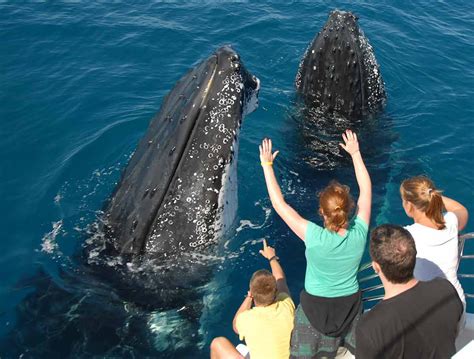 Samaná Whale Watching + Cayo Levantado (Bacardi Island). | Book for ...