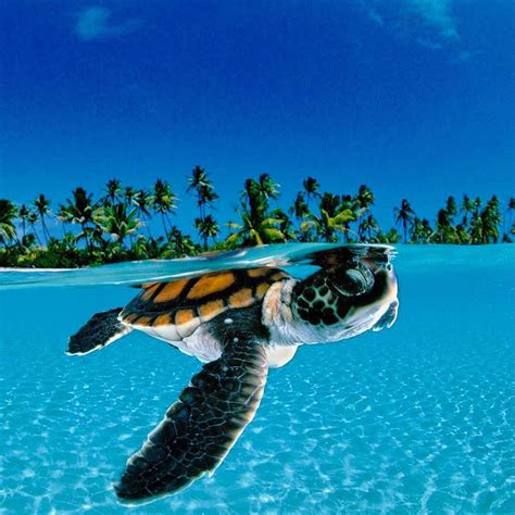 Baby green sea turtle cruising in the deep blue 🐢 #TurtleTrend PC ...