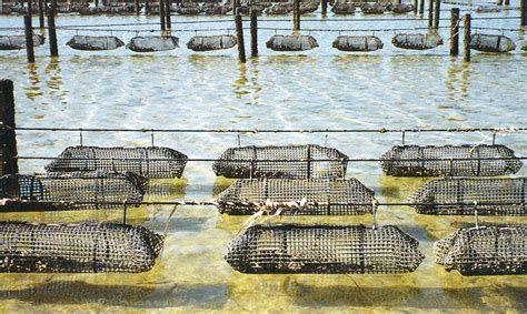 Oyster farming in South Australia - Responsible Seafood Advocate