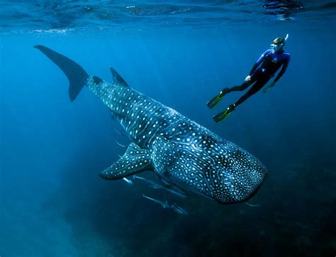 Legacy of Cold War Nuclear Bomb Tests Solves Whale Shark Mystery