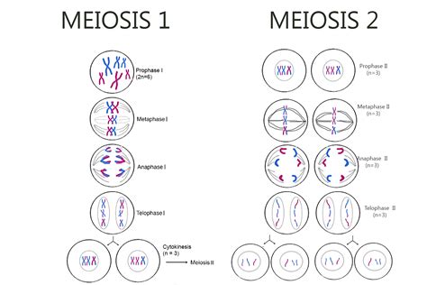 [Solved] Draw the process of Meiosis. Your parent cell is 2n=6 (n is the... | Course Hero