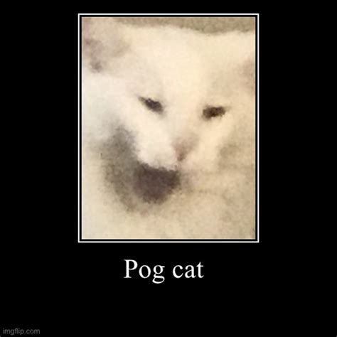 Pog cat - Imgflip