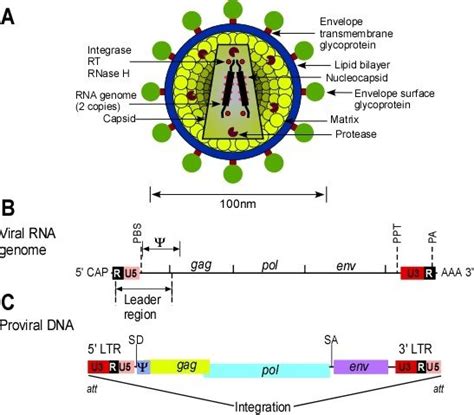 Retrovirus virion, viral genome and RNA transcript. A.) Schematic ...