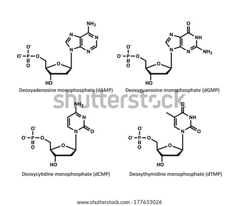 Dna Building Block Structures Deoxynucleosides Skeletal Stock ...