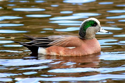 American Wigeon Hunting Texas, North East Texas Hunting Guides