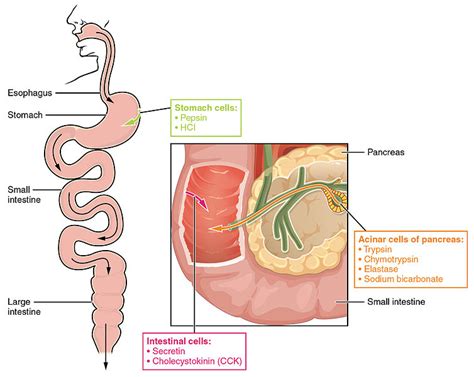 Difference Between Probiotics and Digestive Enzymes | Definition ...