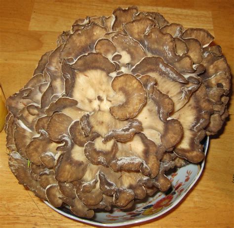 Hen of the Woods...aka: Maitake | Food, Eat, Wild food