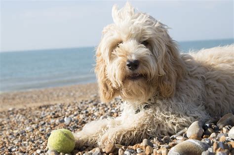 Cockapoo Dog Breed Info - The Teddy Bear Doodle - The Dogs Journal