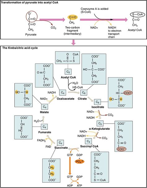 Krebs Cycle - Definition, Products and Location | Biology Dictionary