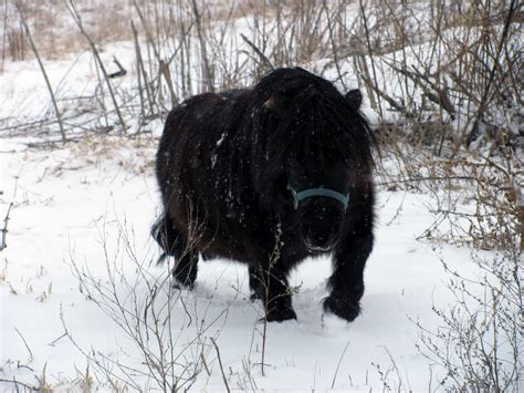 curving back: black horse in the snow