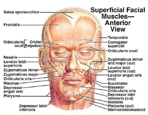 Muscle diagram, Muscles of the face, Head muscles