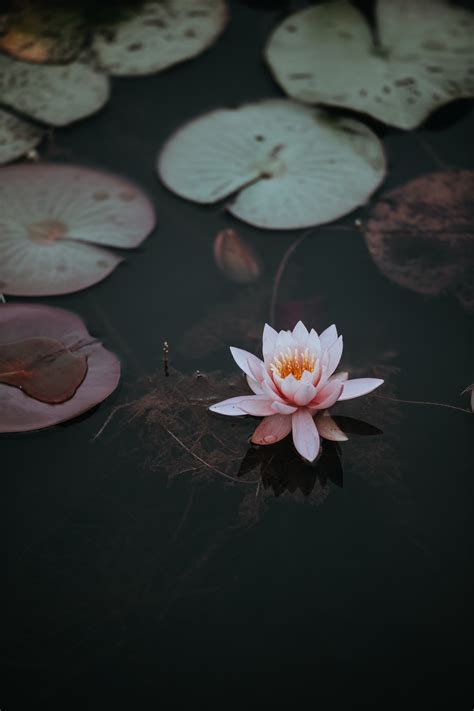 Lotus Pond Wallpapers - Wallpaper Cave