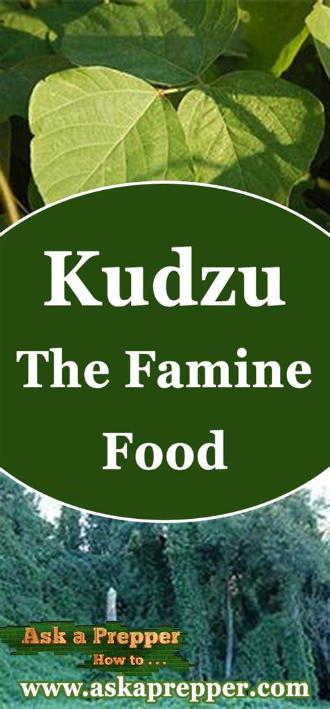 Kudzu – The Famine Food | Best survival food, Wild food foraging ...