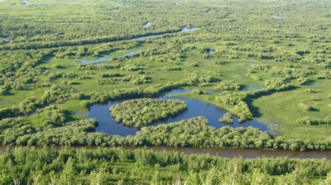 china wetland for portrait - Wetlands International Malaysia