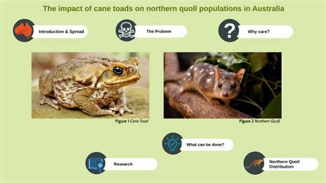 The Impact of Cane Toads on Australia's Northern Quoll by Hannah Hoskin