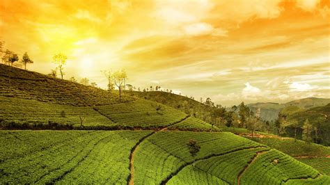 Darjeeling Tea Gardens | Best Darjeeling Teas and Producers - ExoTeas