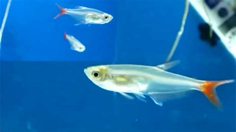 Glass bloodfin tetra - how to care, how to tell its gender, tank mates, feeding and breeding ...