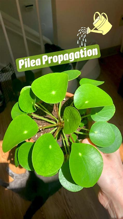 Pilea Propagation Tutorial! | Plants, Plant & herb growing kits, House plants