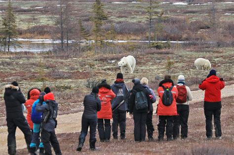 Polar Bear Tours | Wildlife Walking Safaris | Churchill Wild