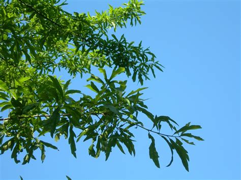 Quercus nigra | Duck oak, Water oak - Van den Berk Nurseries