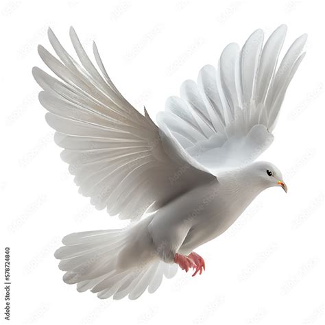 dove isolated on white background Stock Photo | Adobe Stock