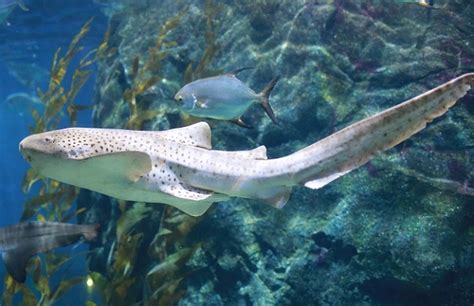 Zebra Shark - Facts, Size, Diet, Pictures - All Animal Facts