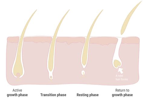 Hair Growth Cycle Chart