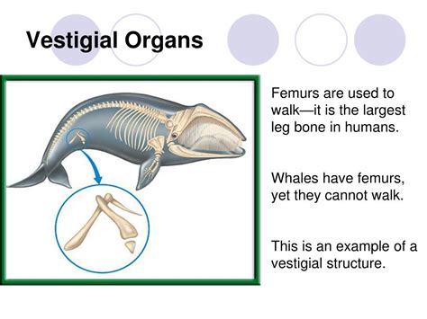 PPT - Chapter 15 – Darwin’s Theory of Evolution PowerPoint Presentation - ID:5434485