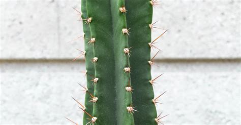 Green Cactus Plant · Free Stock Photo