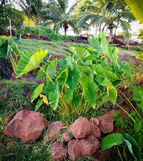 Colocasia Esculenta | Kapi'olani Community College