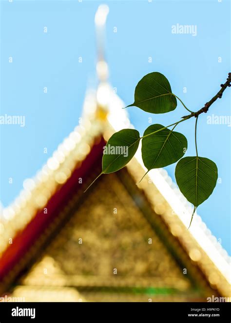 Sacred fig leaves with the temple background Stock Photo - Alamy