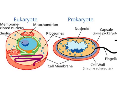 Defination of Eukaryotic vs Prokaryotic| study science