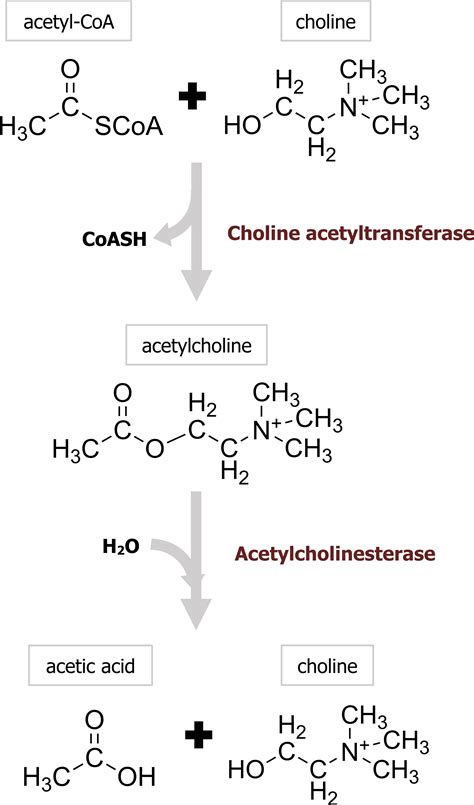 Acetylcholine Synthesis Pathway