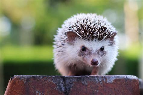 4 Things You Need to Know About Pet Hedgehogs Before Adopting One | Animals, Hedgehog pet, Pets