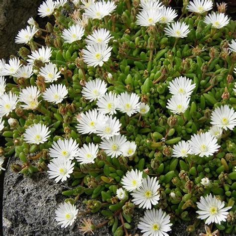 Ice Plant White Flower Seeds dorotheanthus Bellidiformis | Etsy