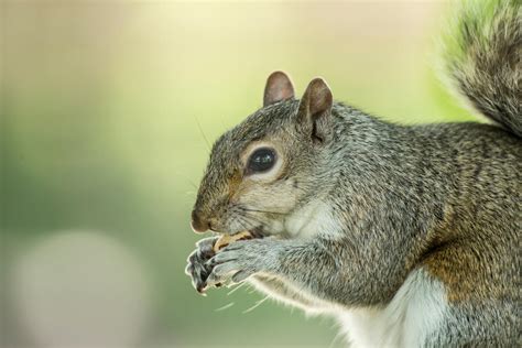 Squirrel Eating nuts by Pixsoluteuk on DeviantArt