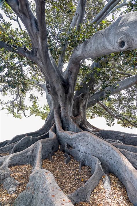 Moreton Bay Fig Tree, Santa Barbara, California | Helen Glazer