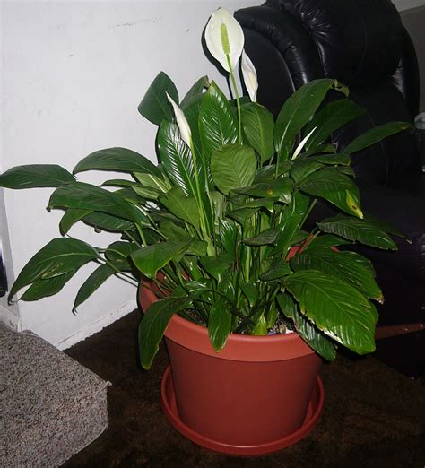 The Chronicles of Clan Sharik: The (Japanese) Peace Lily