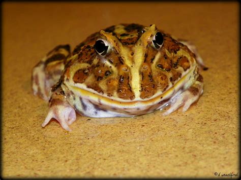 My albino pacman frog "Frauline Frosch" | Pacman frog, Frog, Albino