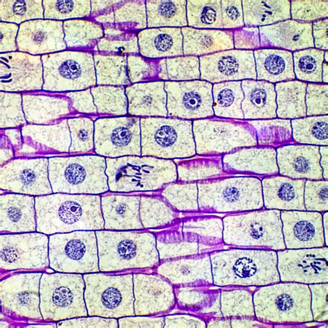 Cell Mitosis Under Microscope