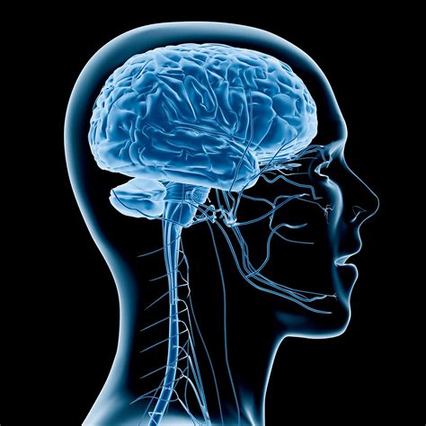 Maxillary Nerve: Anatomy, Location, and Function