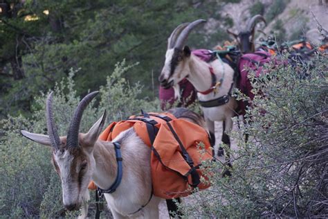 Home - Packgoats.com