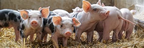 Looking Ahead: Measuring Pigs Emotions