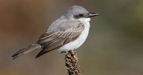 Gray Kingbird Identification, All About Birds, Cornell Lab of Ornithology