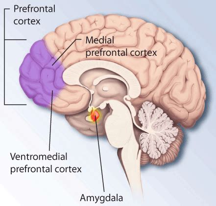 Prefrontal Cortex Development & Function | What is the Prefrontal ...