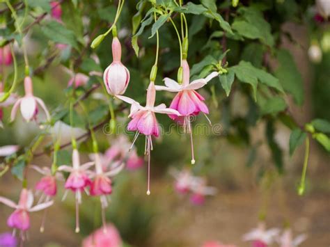 Pink Fuchsia Flowers stock photo. Image of pink, nature - 97299922