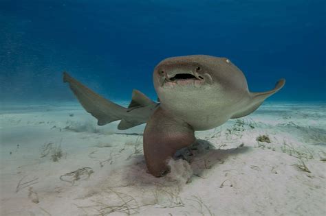 12 Sharks that Live in the Pacific Ocean - A-Z Animals